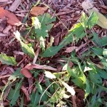 Herbal Medicine - Dandelion