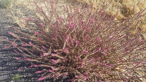 A walk reveals a fall blooming canyon desert plant 