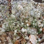 Winter alyssum