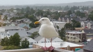 Murphy Bed Bird