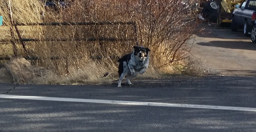 dog on road