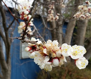 Bee on Apricot blossoms