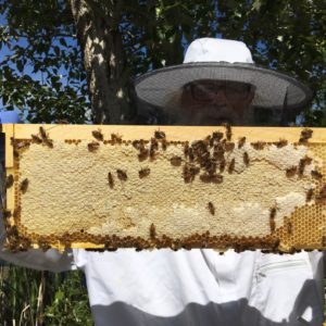 capped honey