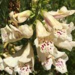 foxglove