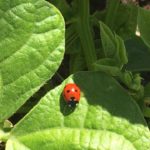 lady bug