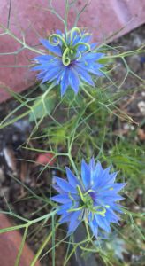 love in a mist