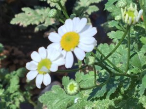 feverfew