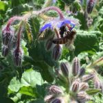 bee-on-borage