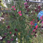 apiary greenhouse