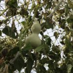 mini bottle gourd