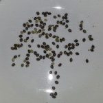 ripperwise seeds