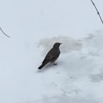 bird in snow