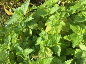 Nettle