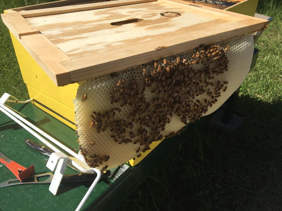 2017 Bee Journal Update