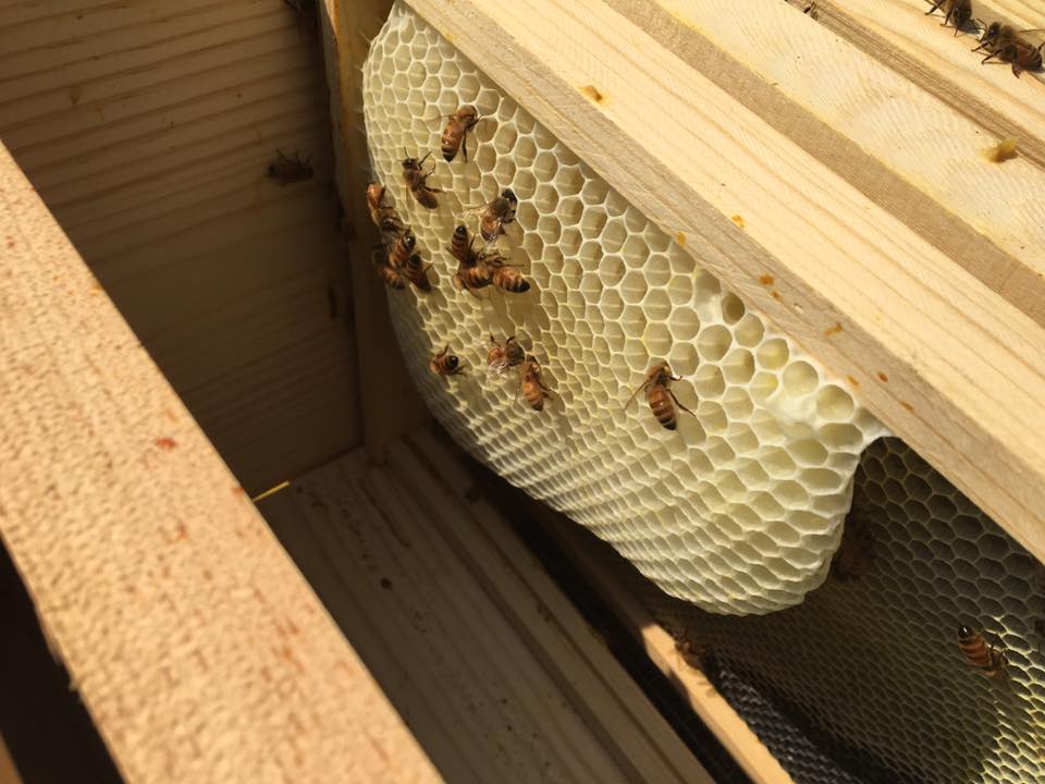 Bee Journal Update ~ 8/7/2017