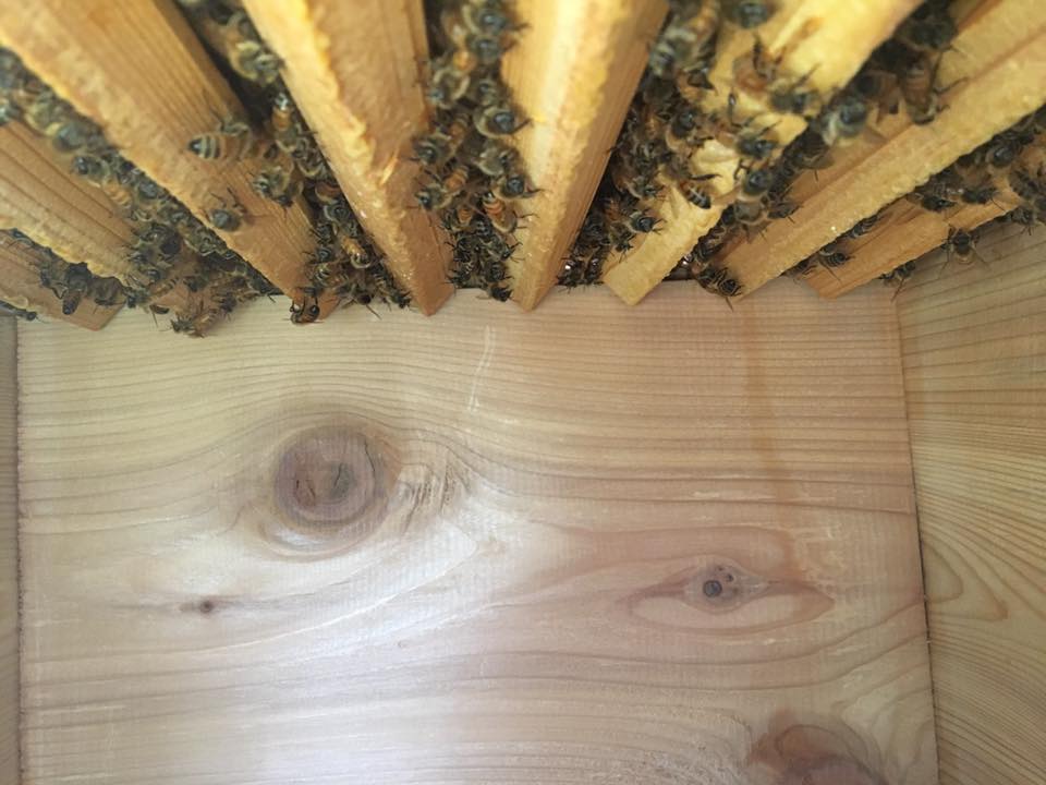 Adding A Warre' Box To The Hive