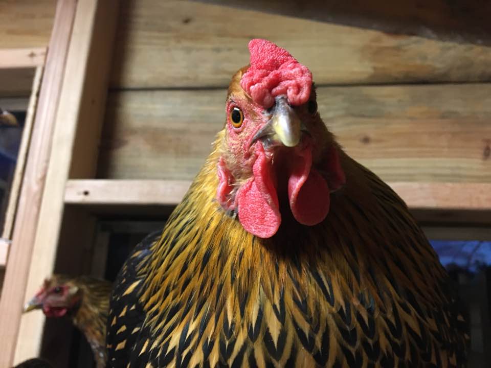 Building The Chicken Coop