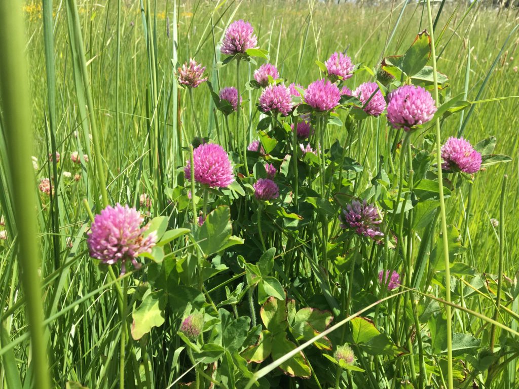 Red Clover