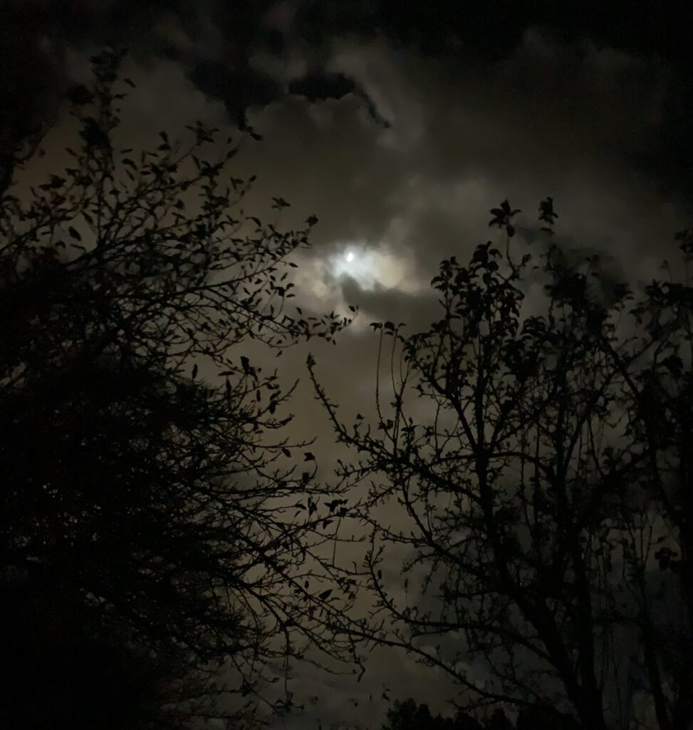 The Moon peeking out through clouds between two trees