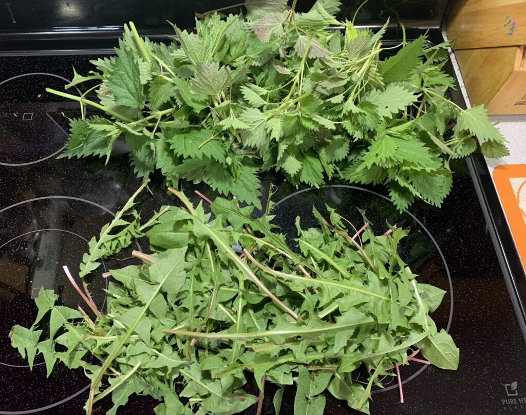 Nettle (above), Dandelion leaf (below)